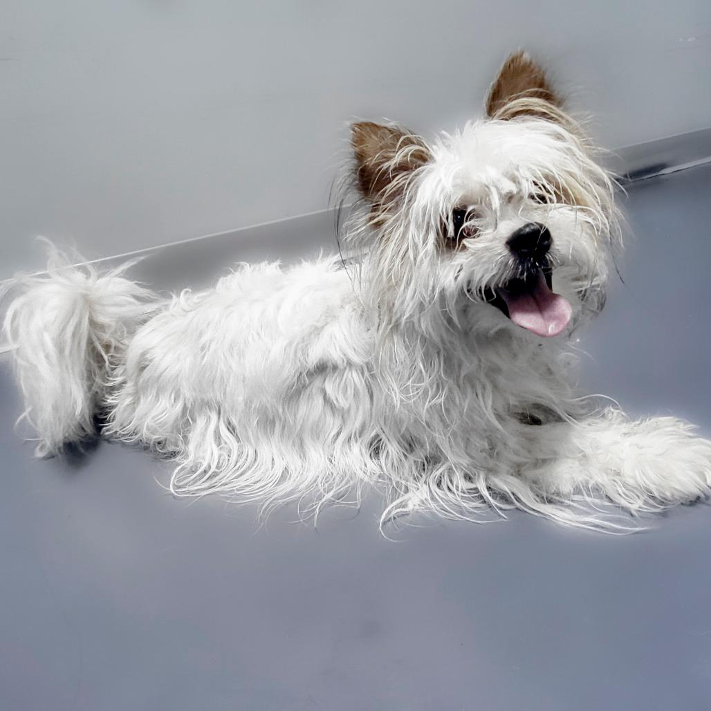Enlarge Eddie, a Adoptable mixed breed in Chapel Hill, NC image 4/6