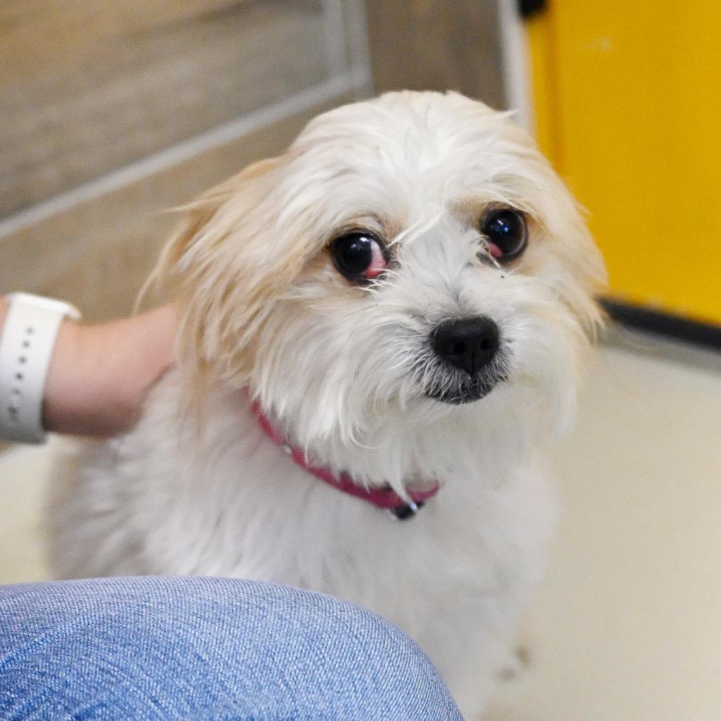 Enlarge Eddie, a Adoptable mixed breed in Chapel Hill, NC image 5/6