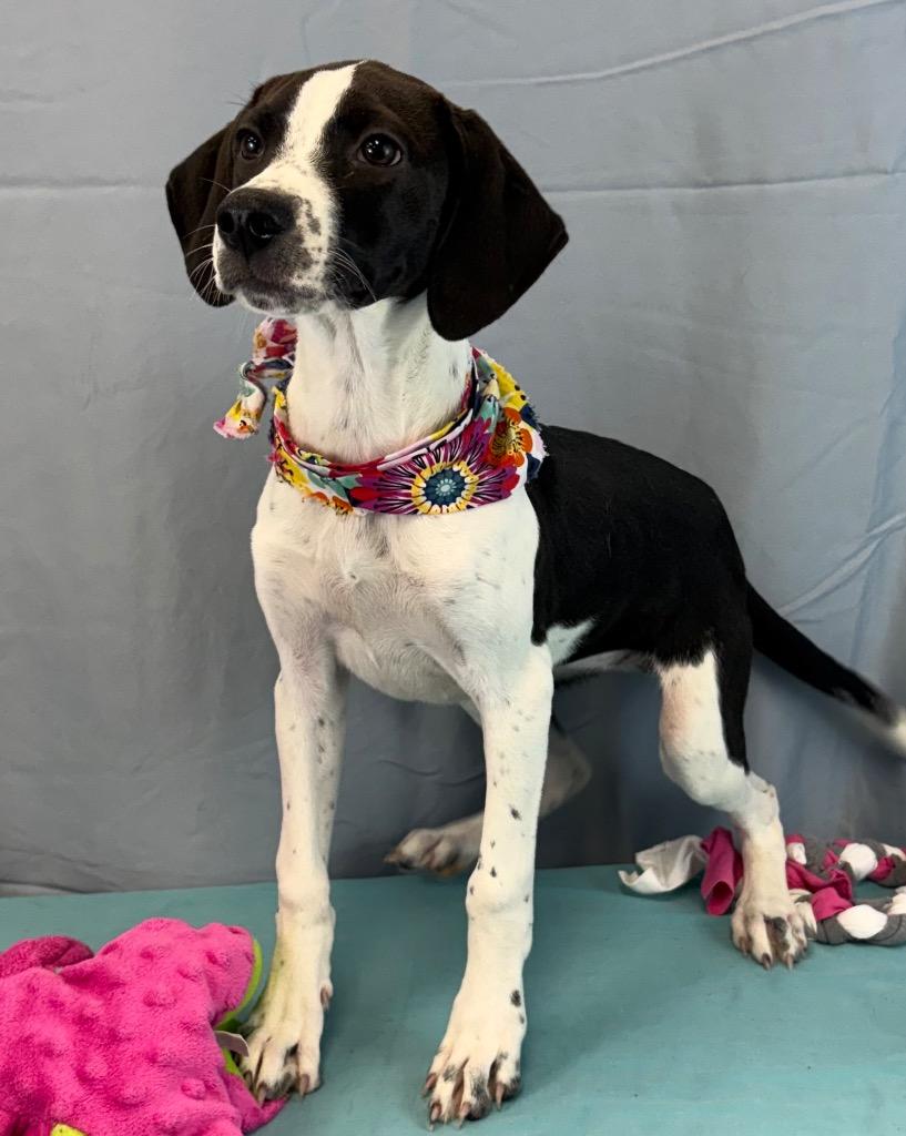 Sturgeon, Adoptable, Puppy Female Affenpinscher.