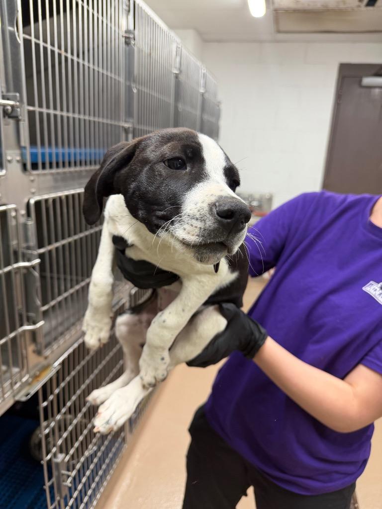 Enlarge Sturgeon, a Adoptable mixed breed in Nacogdoches, TX image 1/1