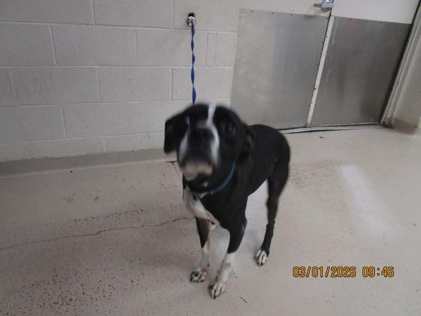 Enlarge Bentley (51), a Adoptable mixed breed in Marietta, GA image 1/1