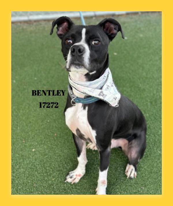 Bentley (51) — thumbnail 2