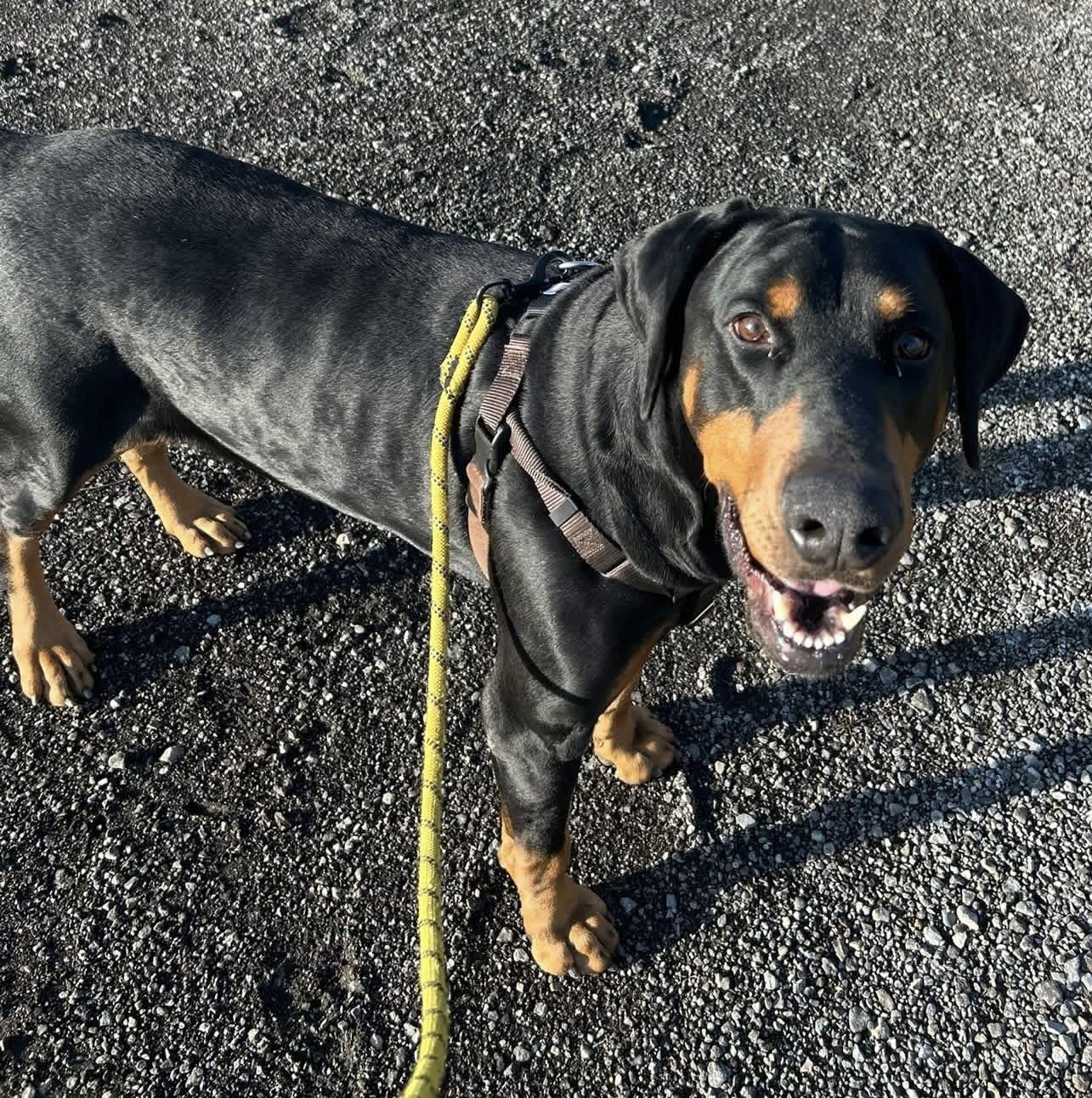 Enlarge Dozer, a ADOPTABLE Doberman Pinscher in Ashland, OH image 2/2