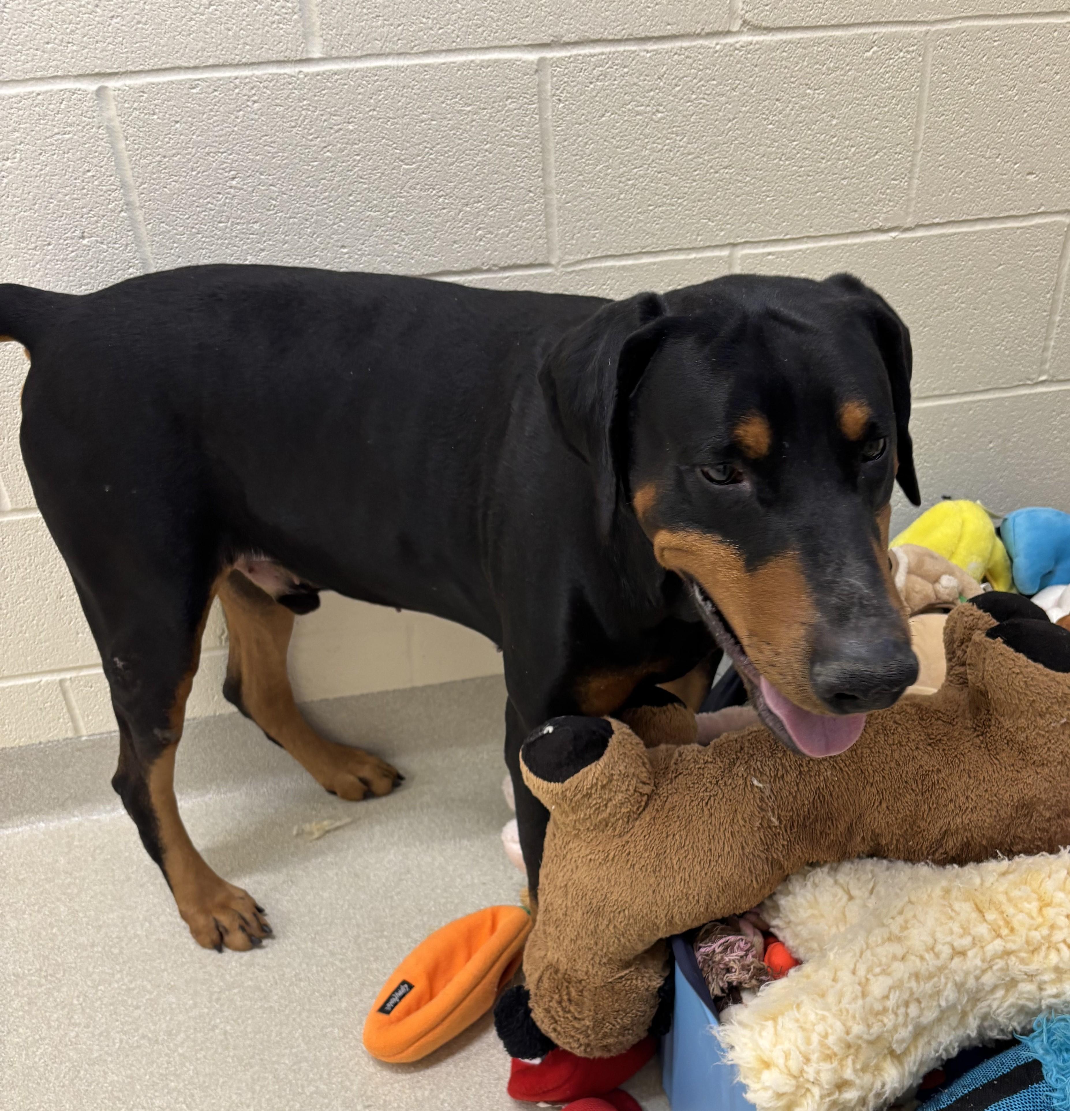 Enlarge Dozer, a ADOPTABLE Doberman Pinscher in Ashland, OH image 1/2