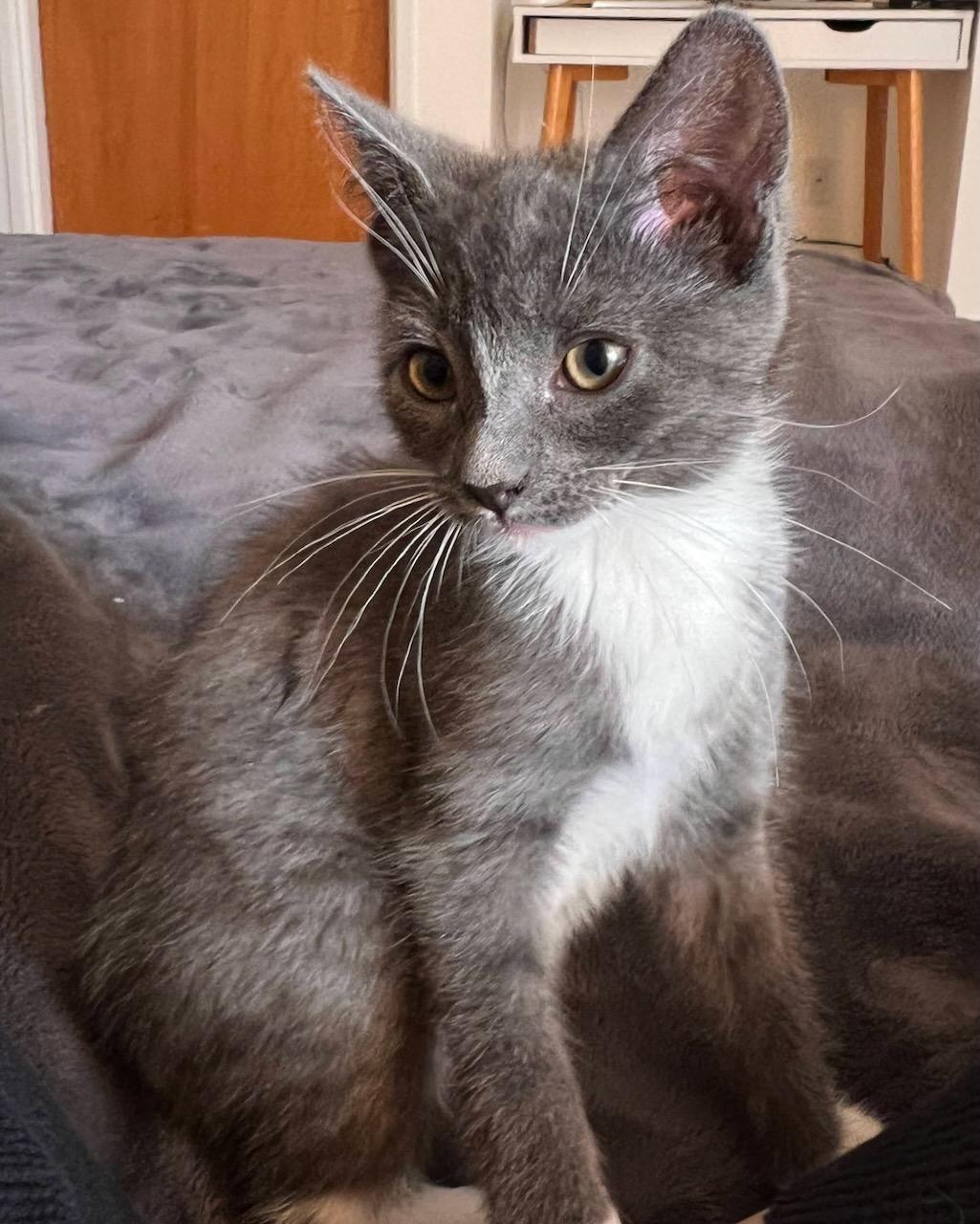 Penelope (Bonded with Percy), a Adoptable Domestic Short Hair in San Francisco, CA image 1/6