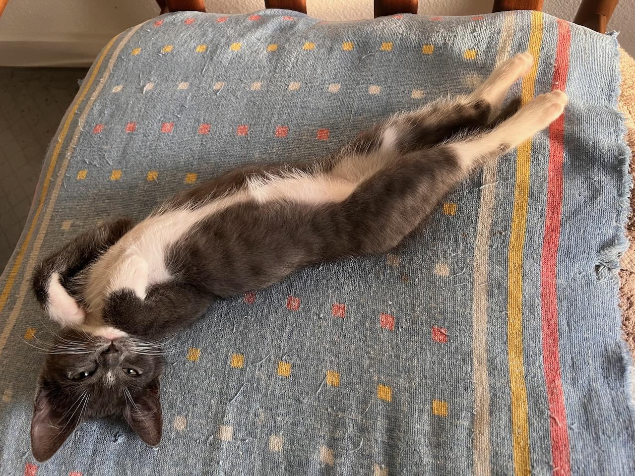 Penelope (Bonded with Percy), a Adoptable Domestic Short Hair in San Francisco, CA image 2/6