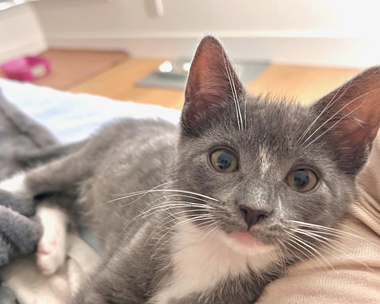 Penelope (Bonded with Percy), a Adoptable Domestic Short Hair in San Francisco, CA image 4/6