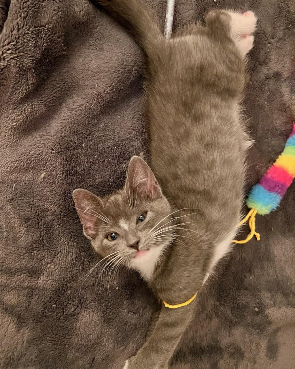 Penelope (Bonded with Percy), a Adoptable Domestic Short Hair in San Francisco, CA image 5/6