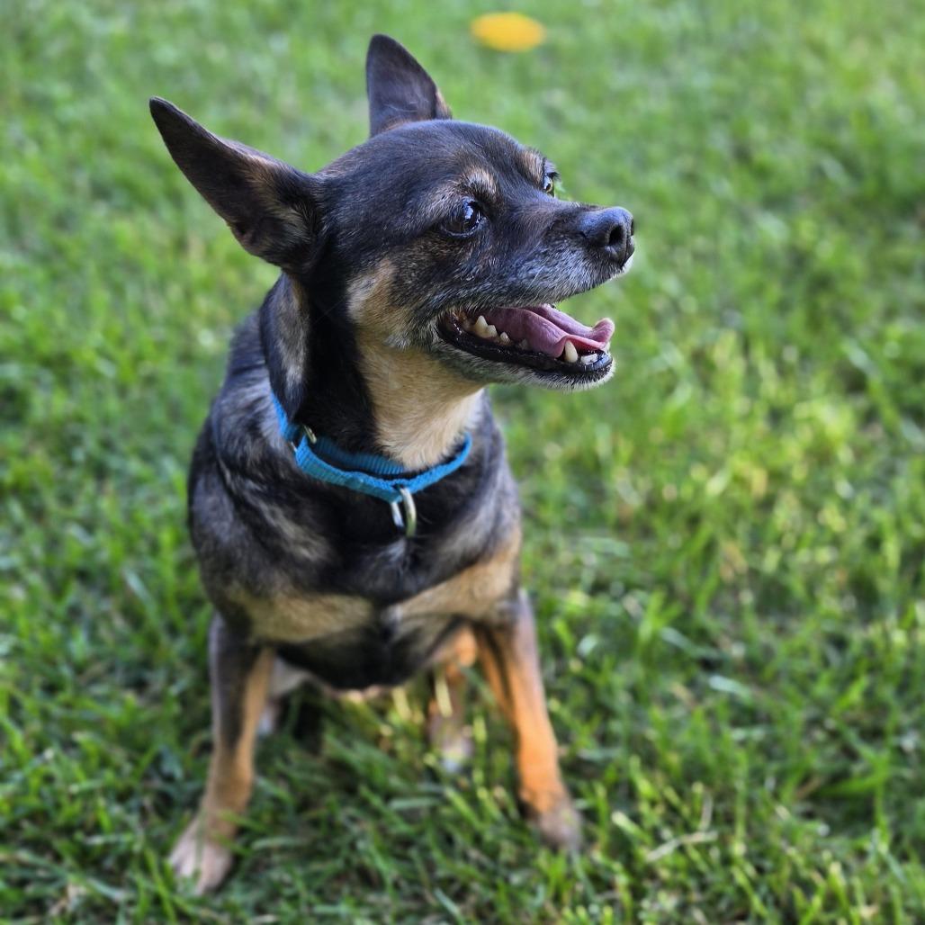 Enlarge Lil Bit, a Adoptable mixed breed in Frederick, MD image 1/6