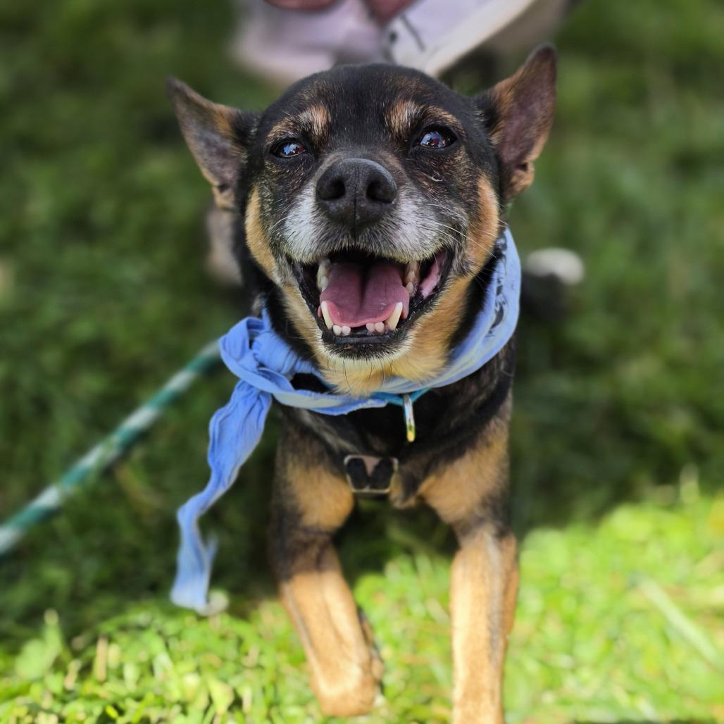 Enlarge Lil Bit, a Adoptable mixed breed in Frederick, MD image 2/6