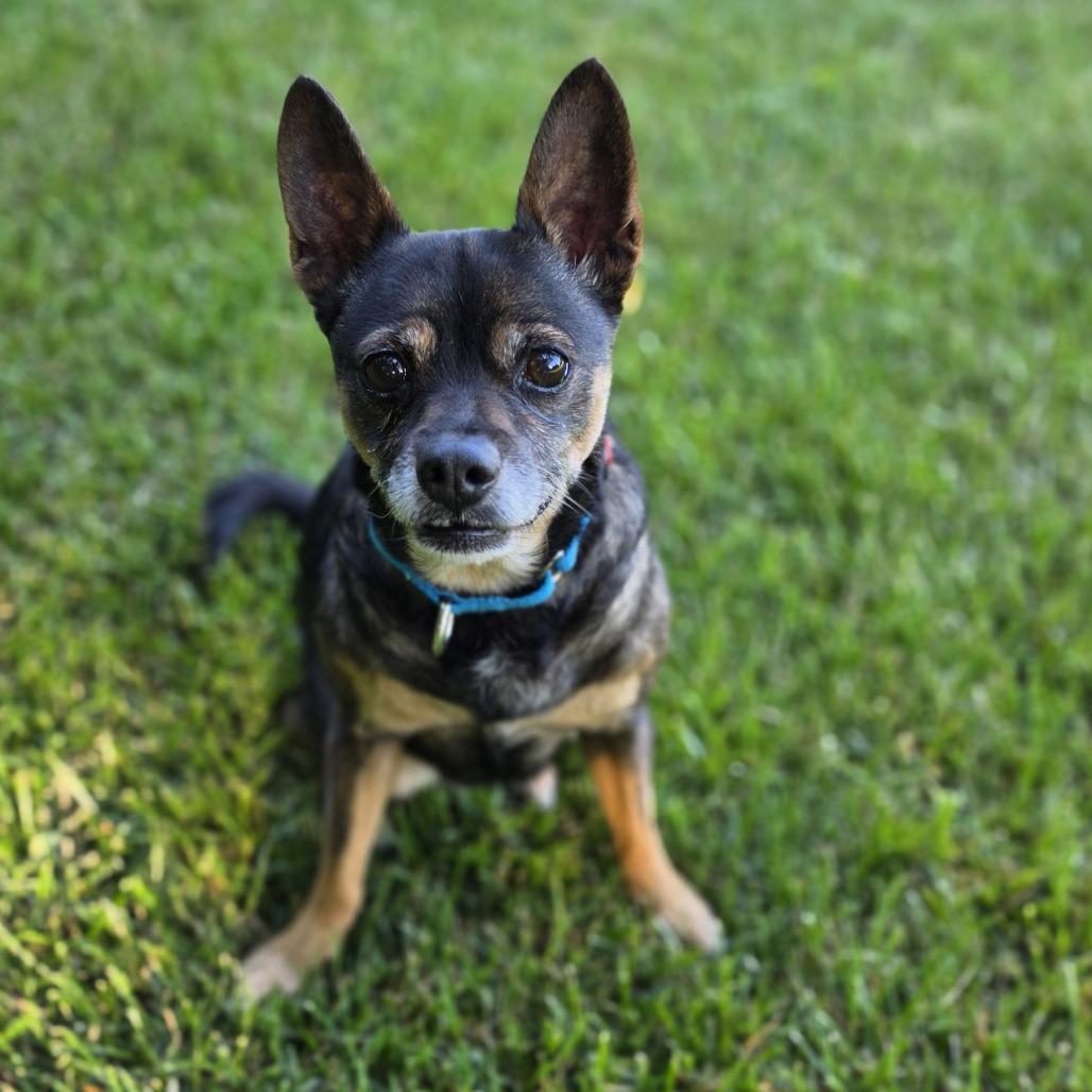 Enlarge Lil Bit, a Adoptable mixed breed in Frederick, MD image 4/6