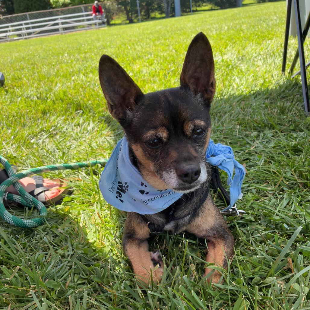 Enlarge Lil Bit, a Adoptable mixed breed in Frederick, MD image 5/6