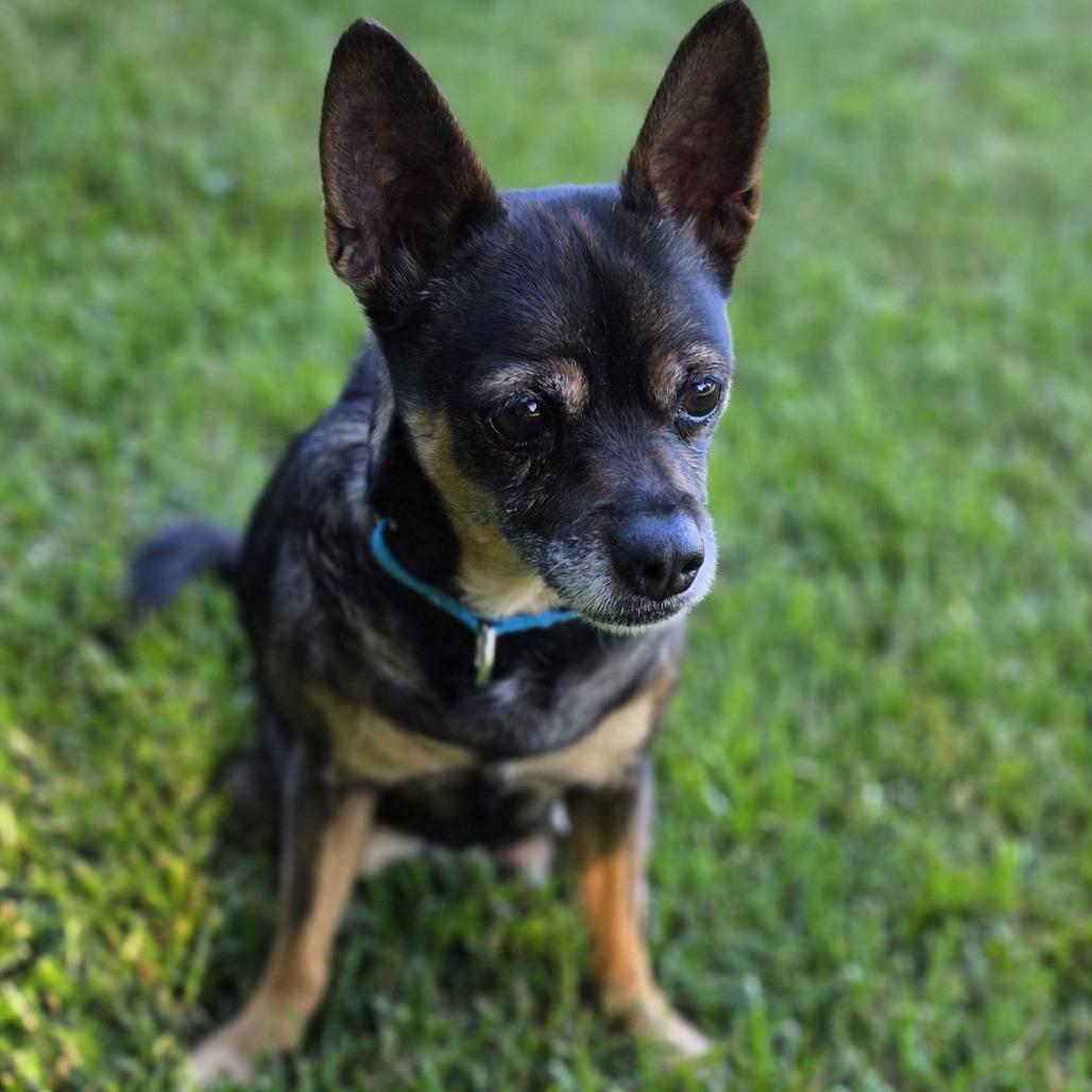 Enlarge Lil Bit, a Adoptable mixed breed in Frederick, MD image 6/6