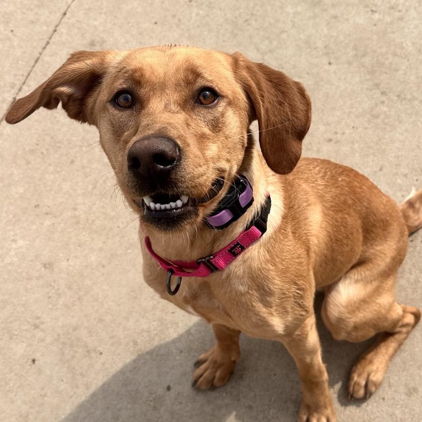 Enlarge Sadie, a Adoptable mixed breed in Kokomo, IN image 1/1