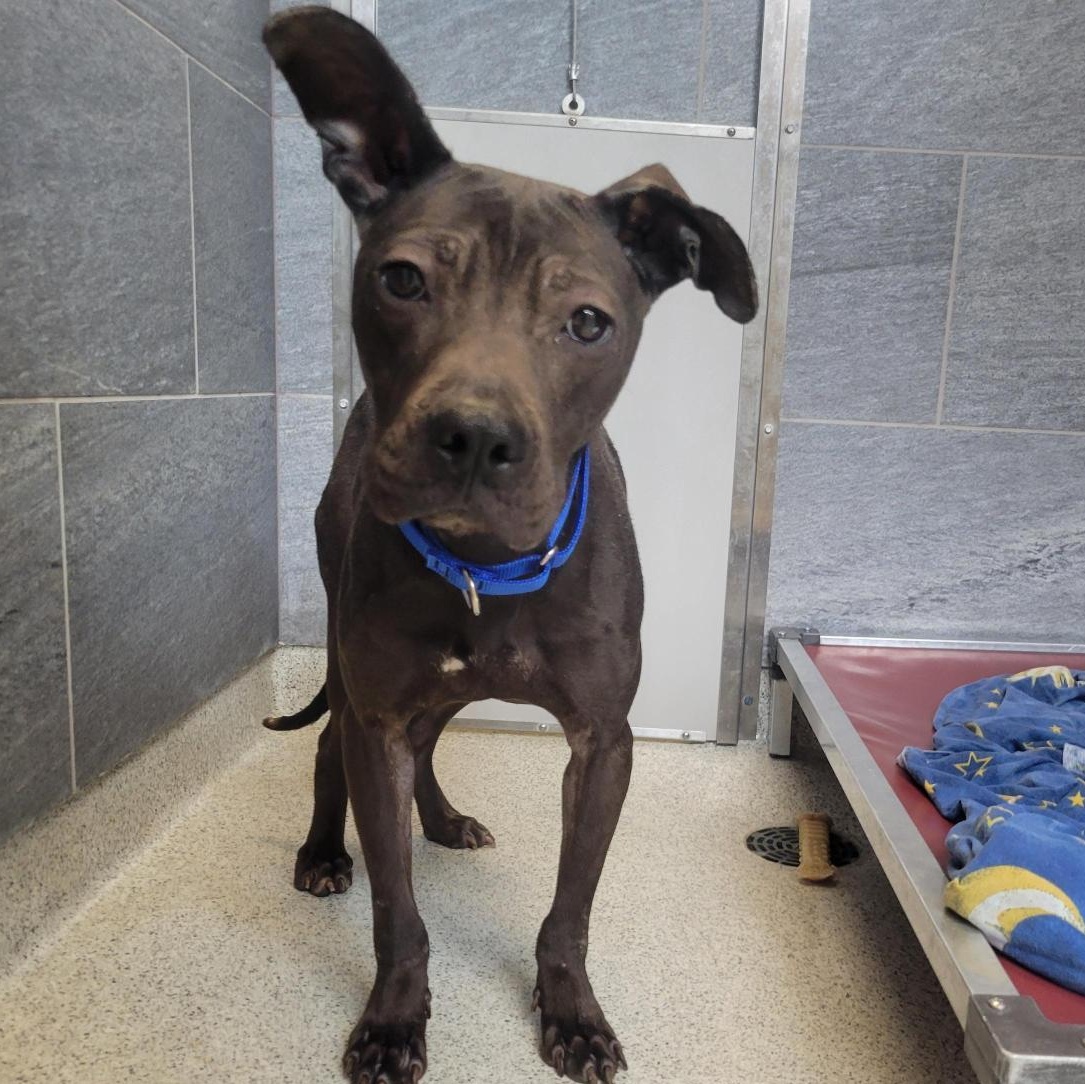 Yankee , an adoptable Mixed Breed in Cooperstown, NY image 2/5