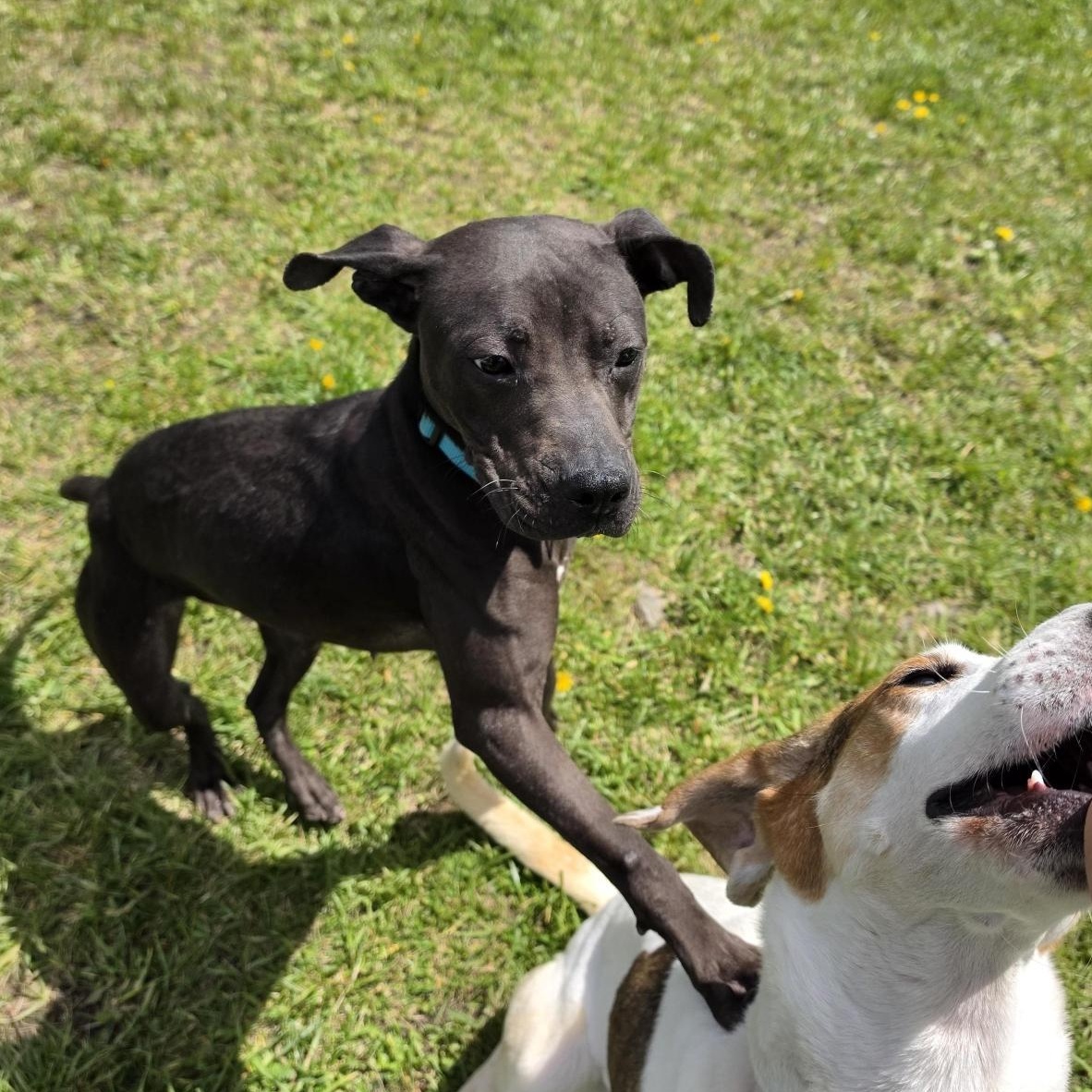 Yankee , an adoptable Mixed Breed in Cooperstown, NY image 3/5