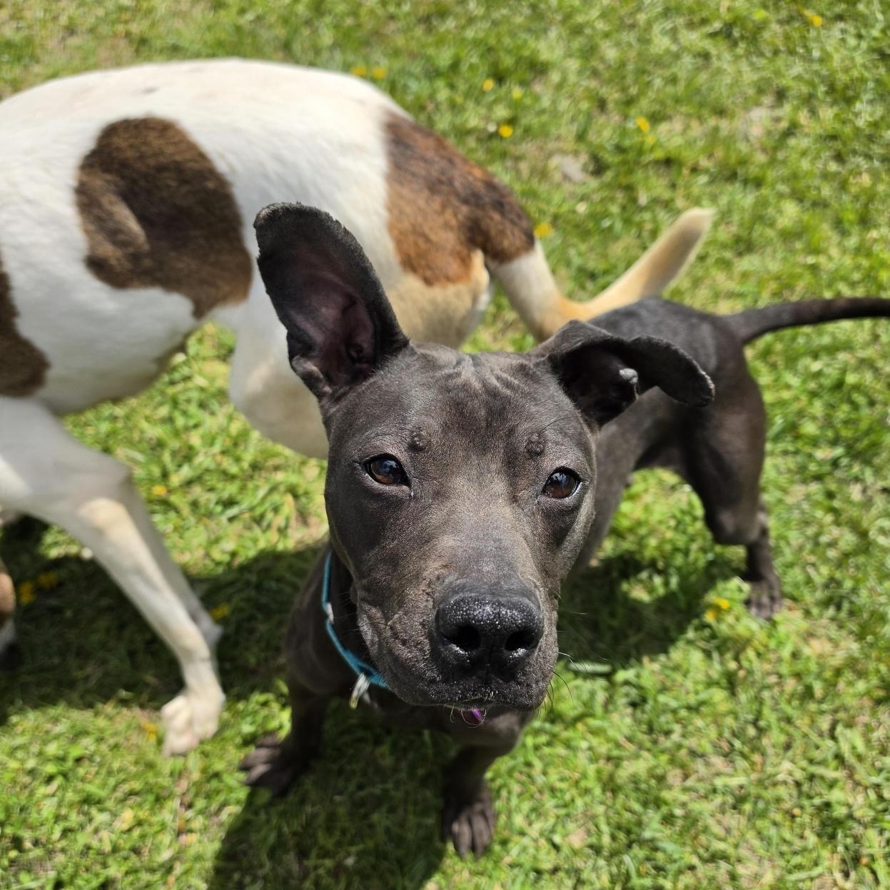Yankee , an adoptable Mixed Breed in Cooperstown, NY image 5/5