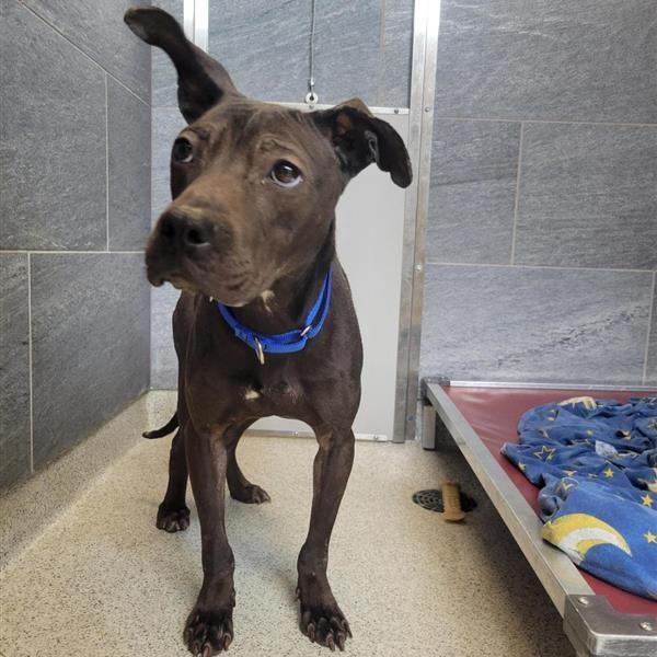 Yankee , an adoptable Mixed Breed in Cooperstown, NY image 4/5