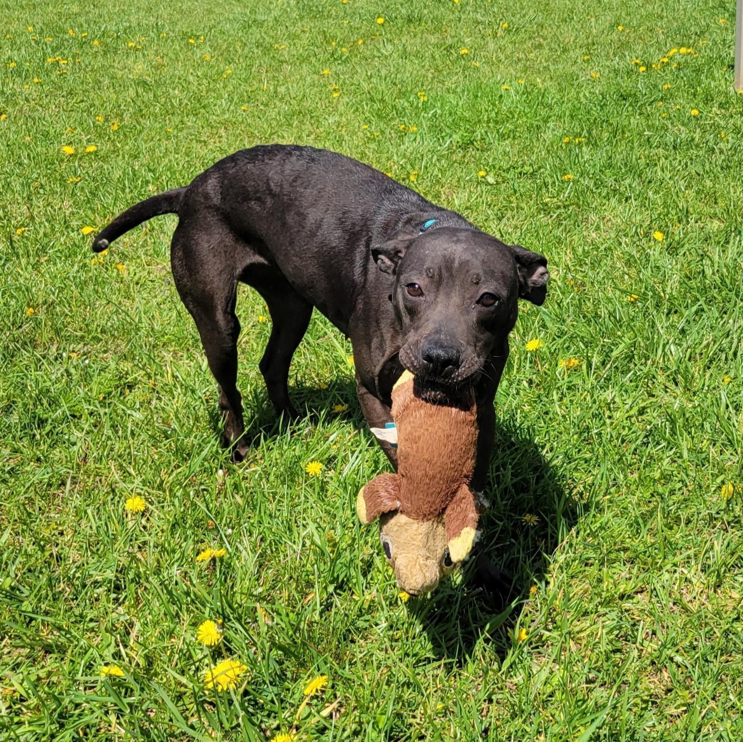 Yankee , adoptable, Adult Female Mixed Breed.