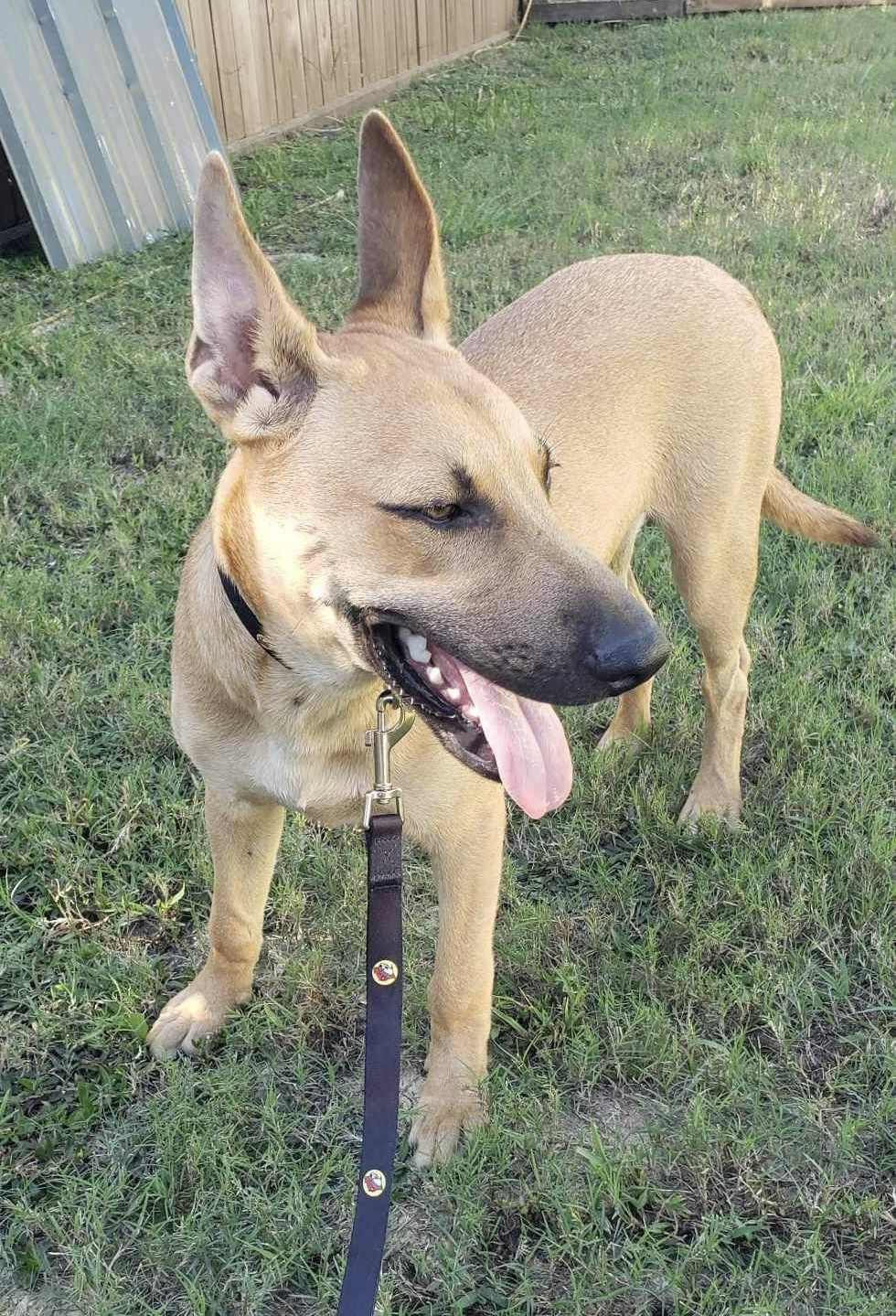 Enlarge Tractor, a Adoptable mixed breed in Seattle, WA image 3/3