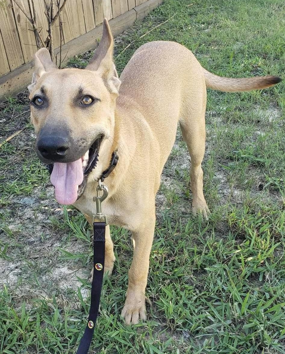 Tractor, Adoptable, Young Male German Shepherd Dog & Hound.