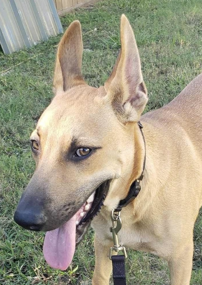 Enlarge Tractor, a Adoptable mixed breed in Seattle, WA image 2/3
