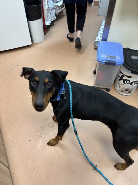 Enlarge Rexy, a Adoptable mixed breed in Kennewick, WA image 1/3