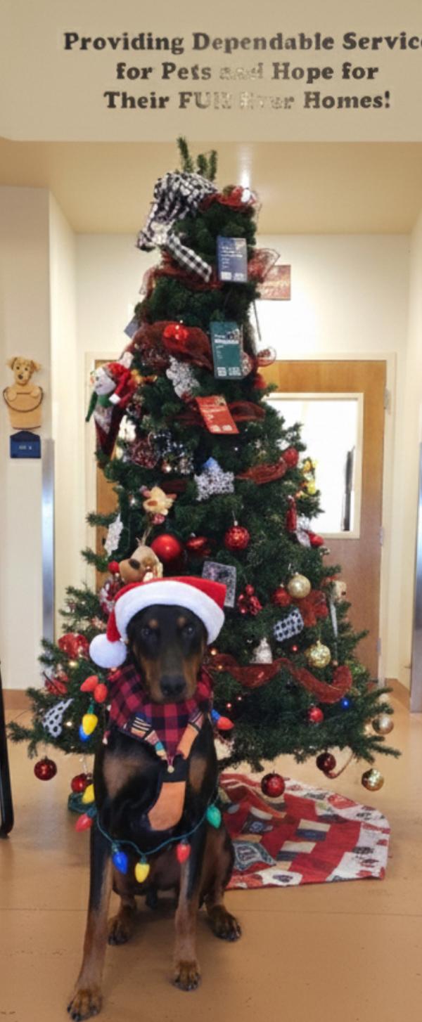 Enlarge Rexy, a Adoptable mixed breed in Kennewick, WA image 2/3