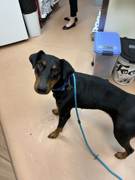 Enlarge Rexy, a Adoptable mixed breed in Kennewick, WA image 3/3