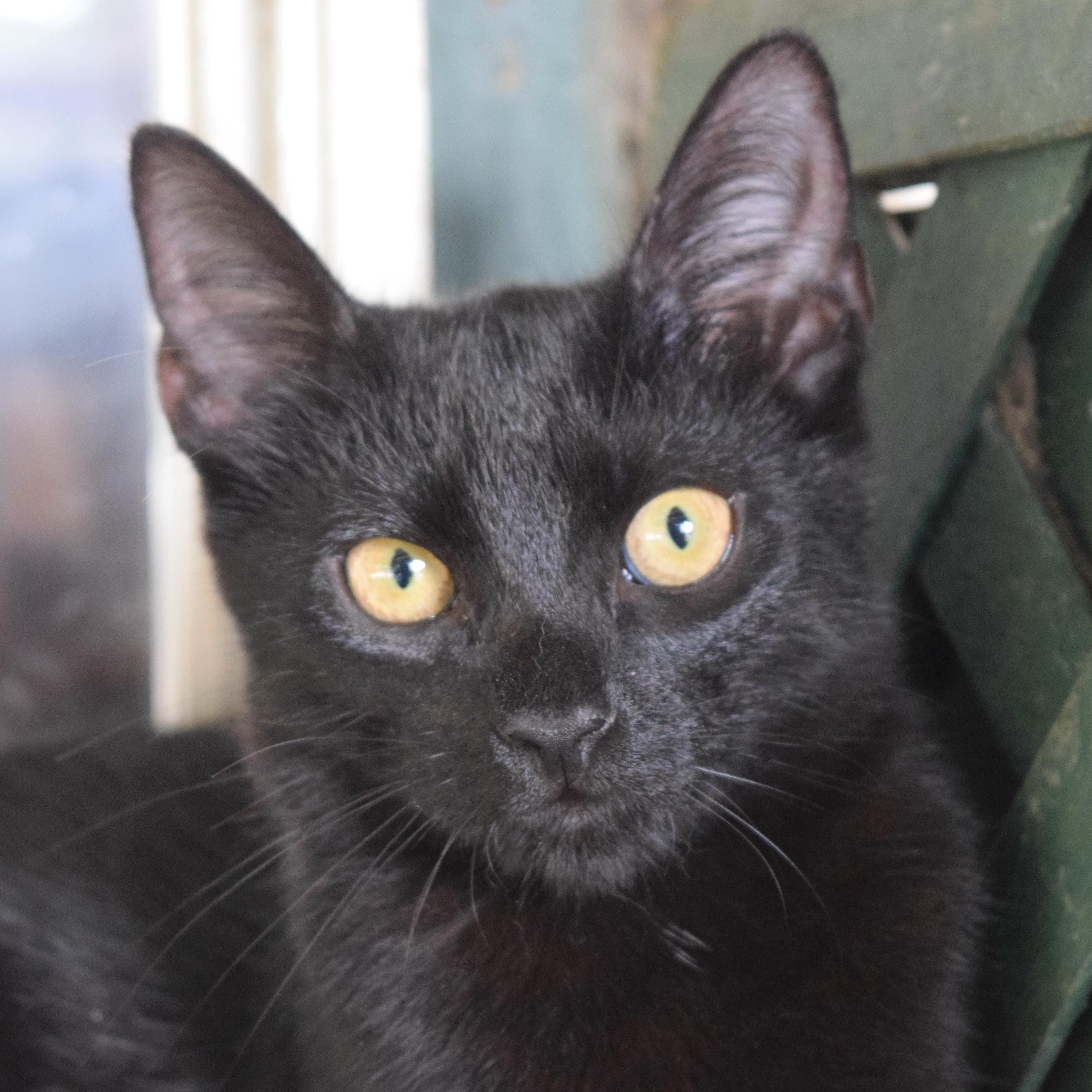 Jazz, adoptable, Kitten Male Domestic Short Hair.