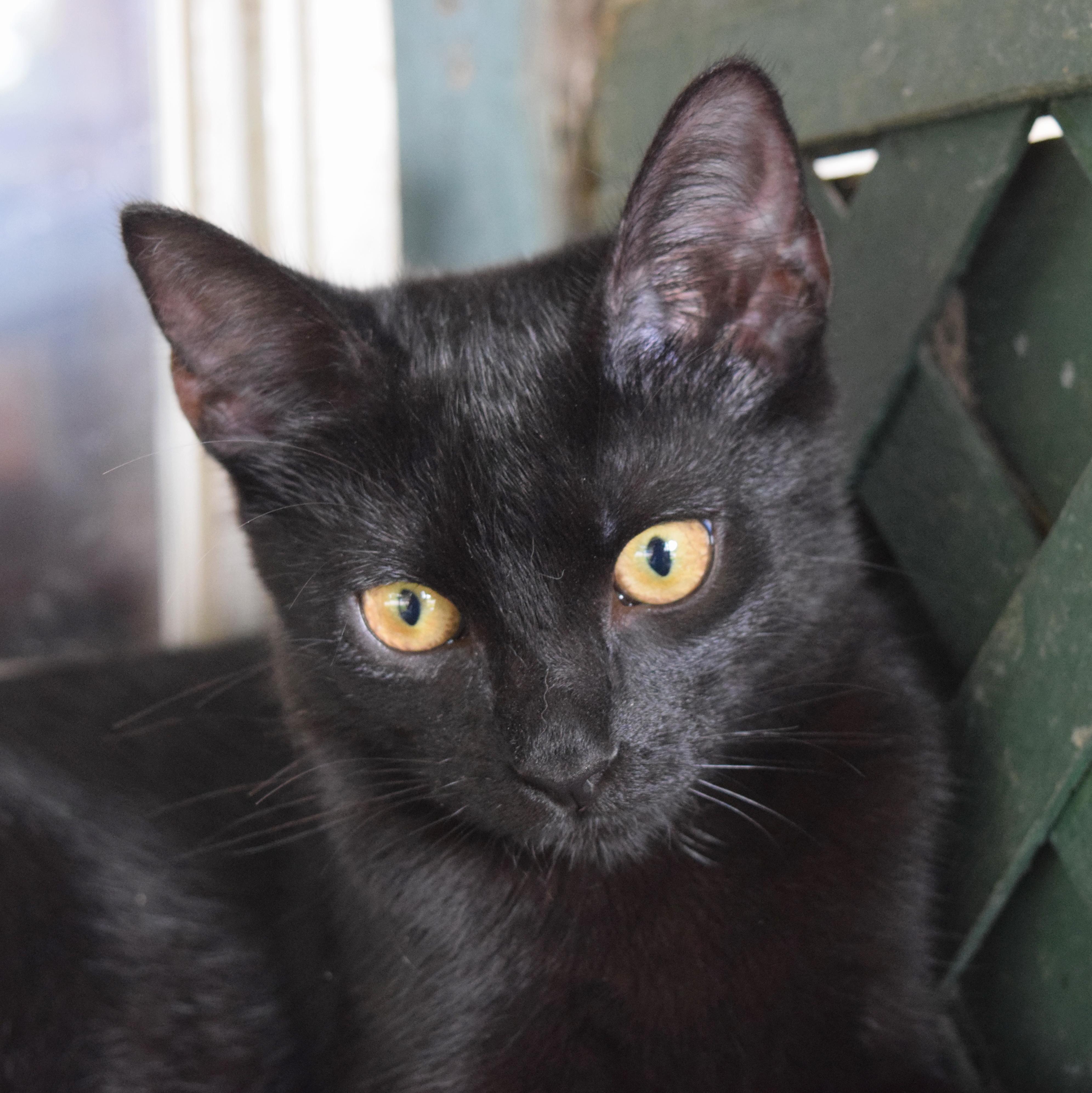 Jazz, an adoptable mixed breed in Bulverde, TX image 3/6