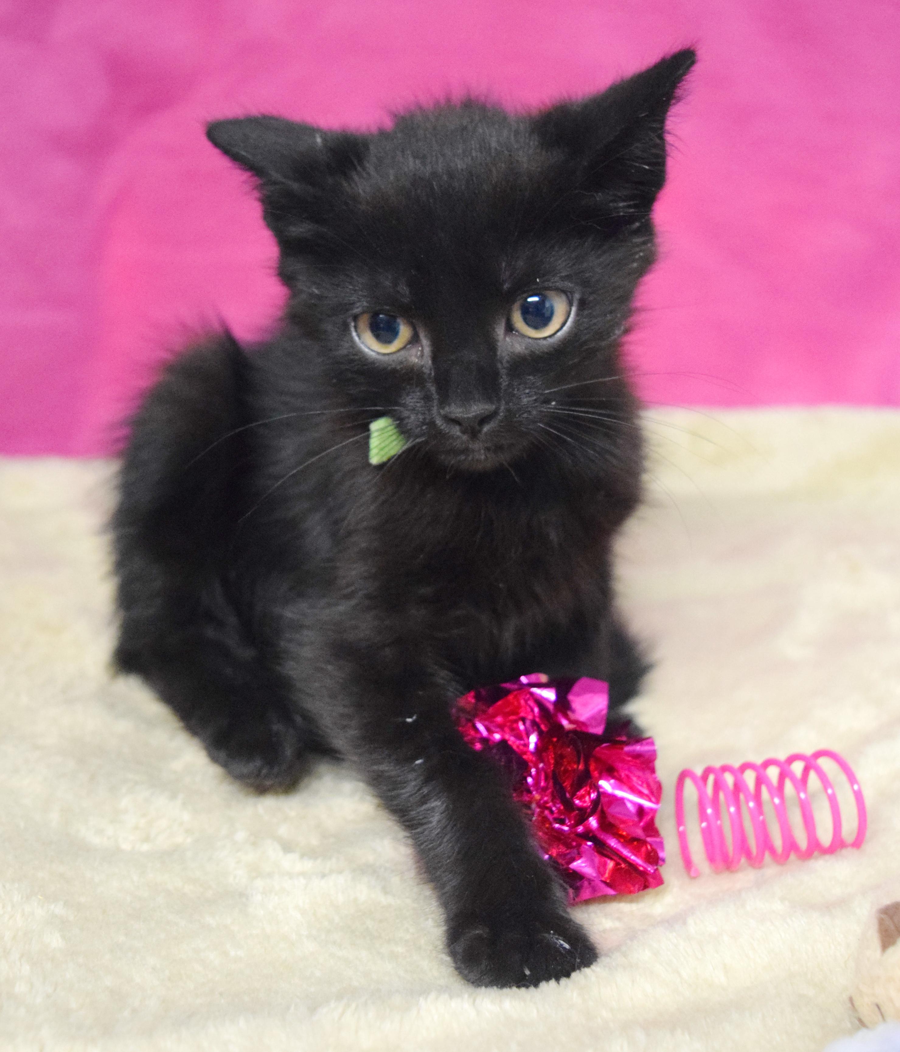 Jazz, an adoptable mixed breed in Bulverde, TX image 6/6
