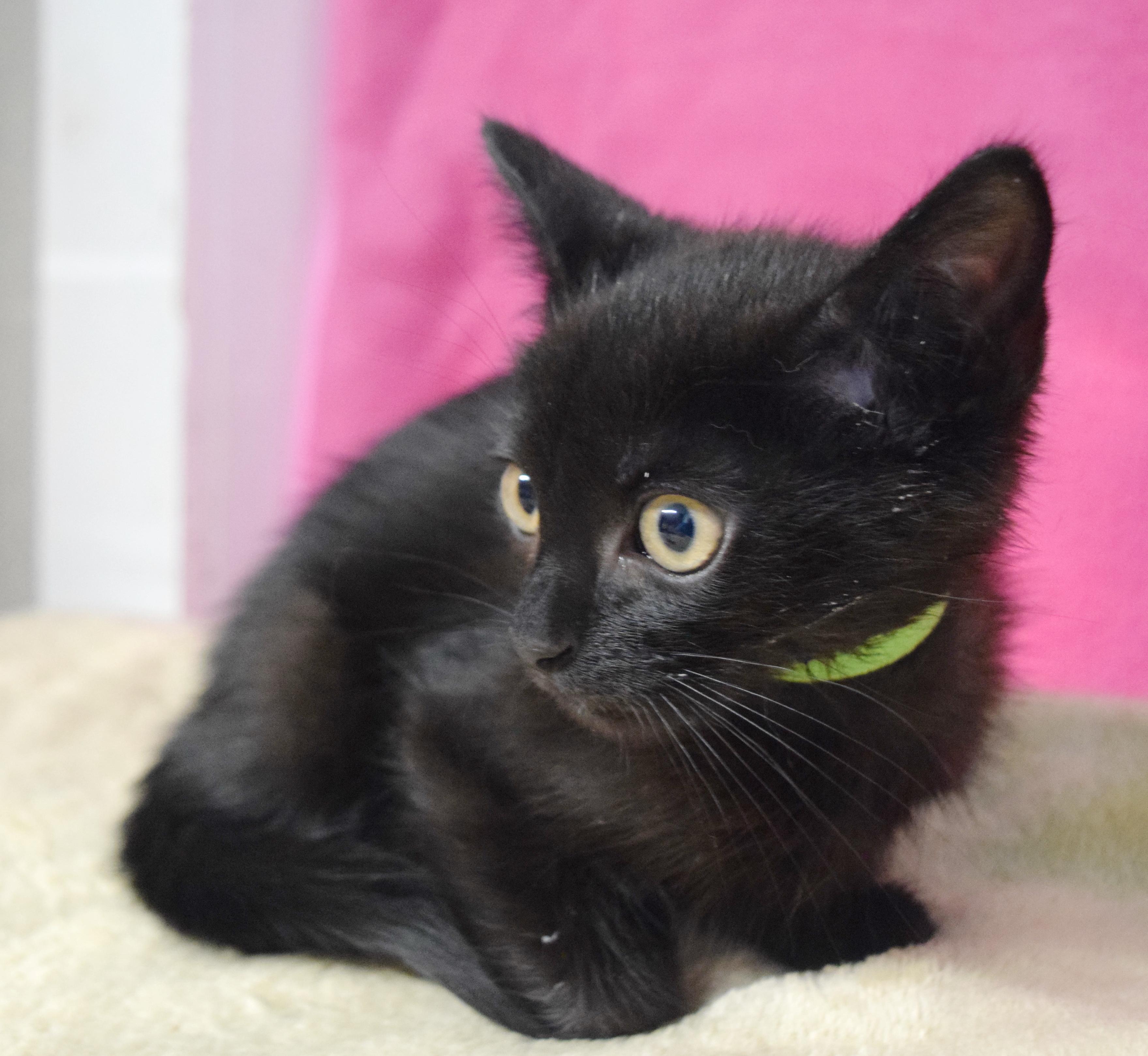 Jazz, an adoptable mixed breed in Bulverde, TX image 5/6