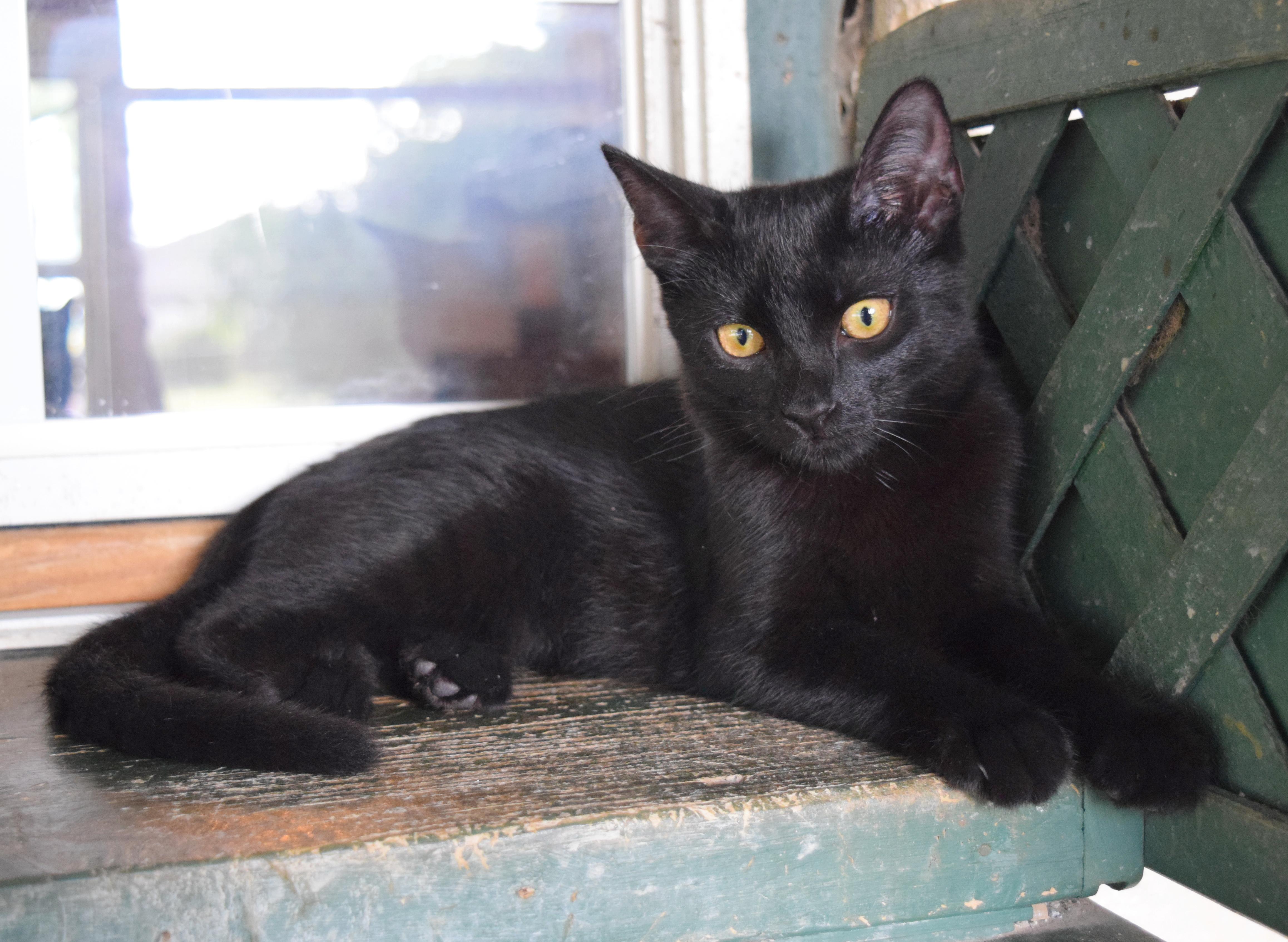 Jazz, an adoptable mixed breed in Bulverde, TX image 2/6