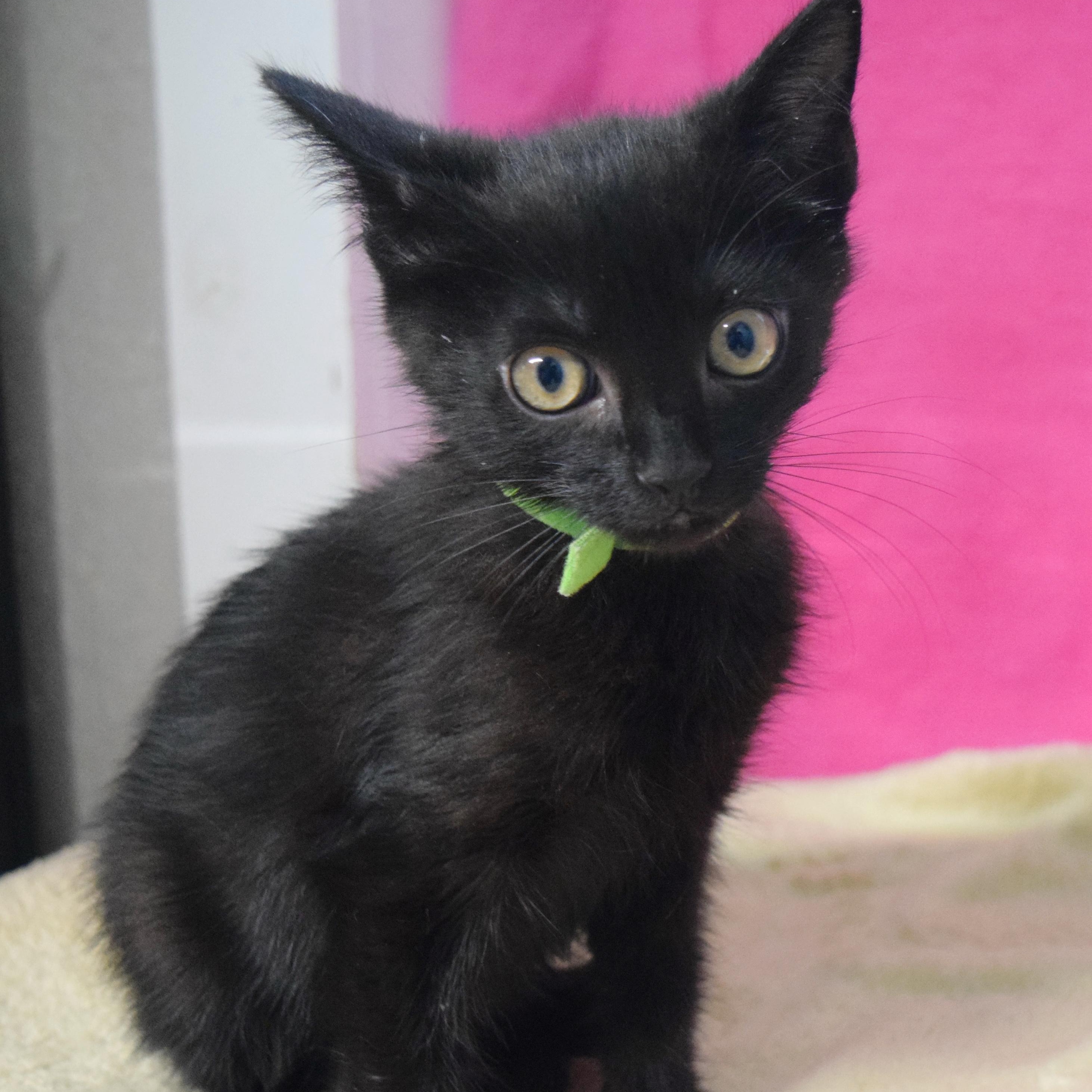 Jazz, an adoptable mixed breed in Bulverde, TX image 4/6