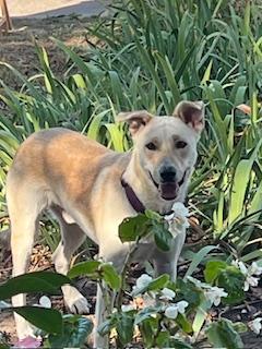 Enlarge Major, a Adoptable mixed breed in Weatherford, TX image 1/5