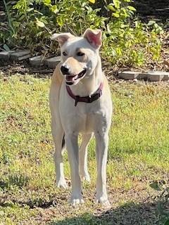 Enlarge Major, a Adoptable mixed breed in Weatherford, TX image 3/5