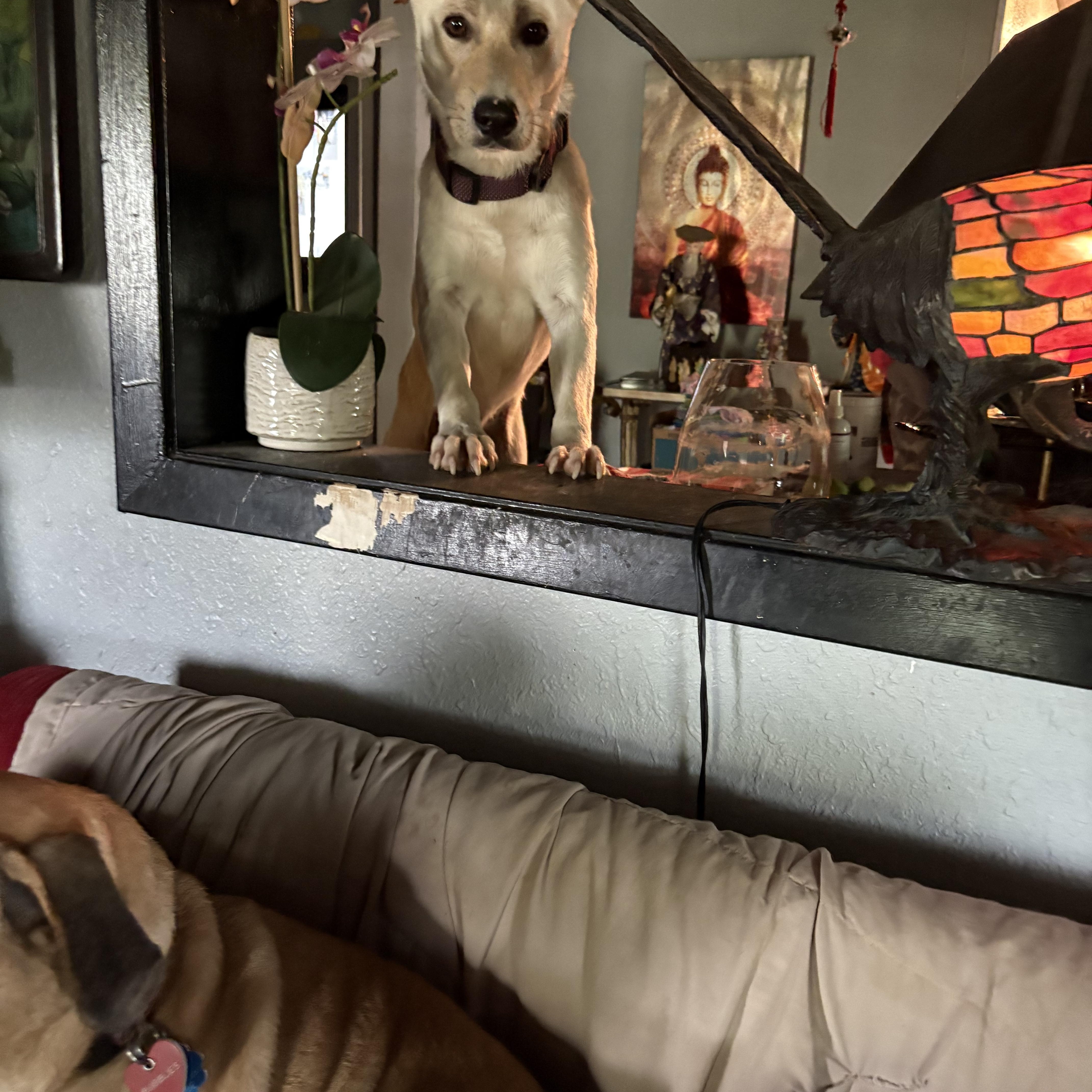 Enlarge Major, a Adoptable mixed breed in Weatherford, TX image 4/5