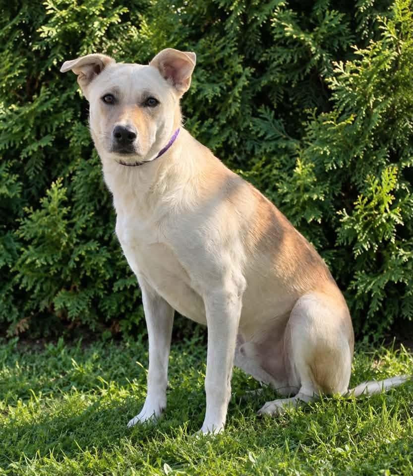 Major, Adoptable, Adult Male Shepherd.