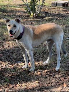 Enlarge Major, a Adoptable mixed breed in Weatherford, TX image 5/5