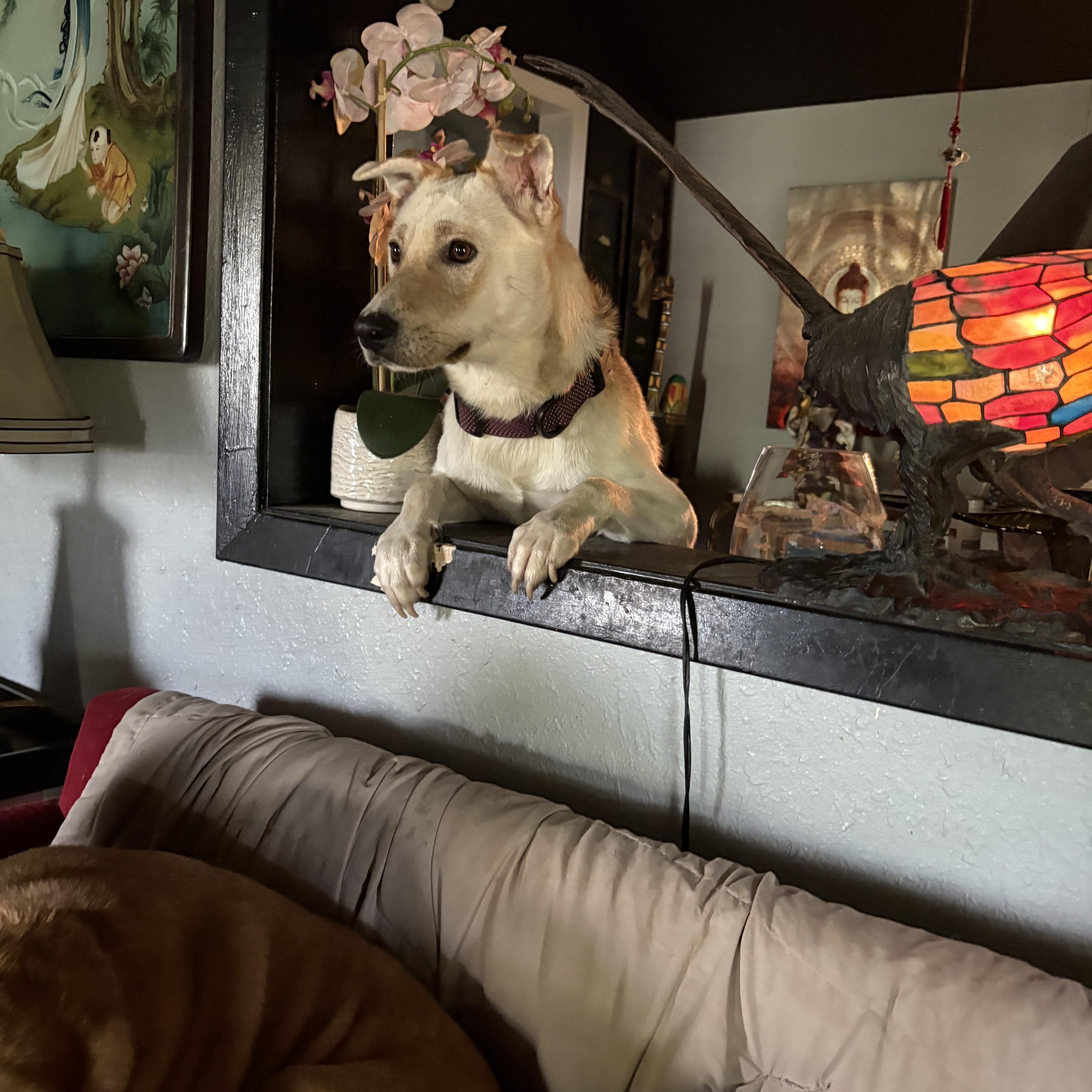 Enlarge Major, a Adoptable mixed breed in Weatherford, TX image 2/5