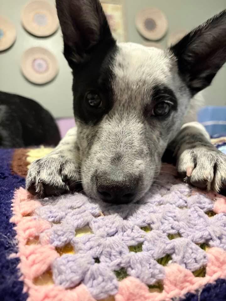 Enlarge Ziggy, a Adoptable Australian Cattle Dog / Blue Heeler in Conroe, TX image 1/5