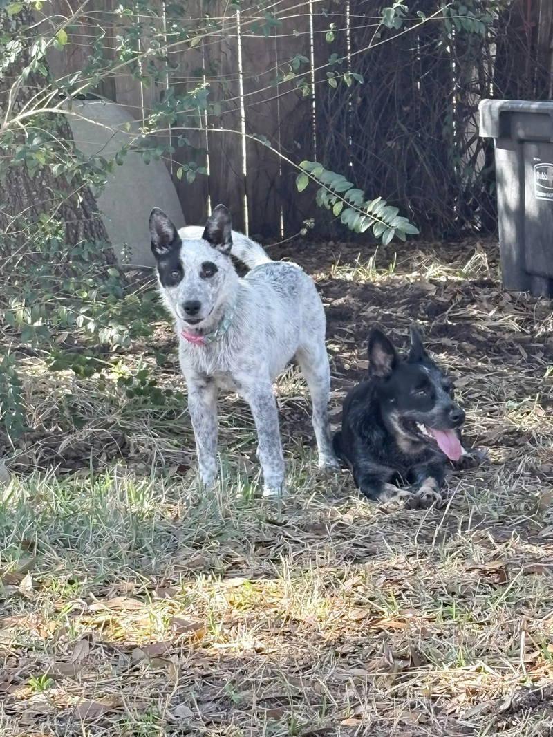 Enlarge Ziggy, a Adoptable Australian Cattle Dog / Blue Heeler in Conroe, TX image 2/5