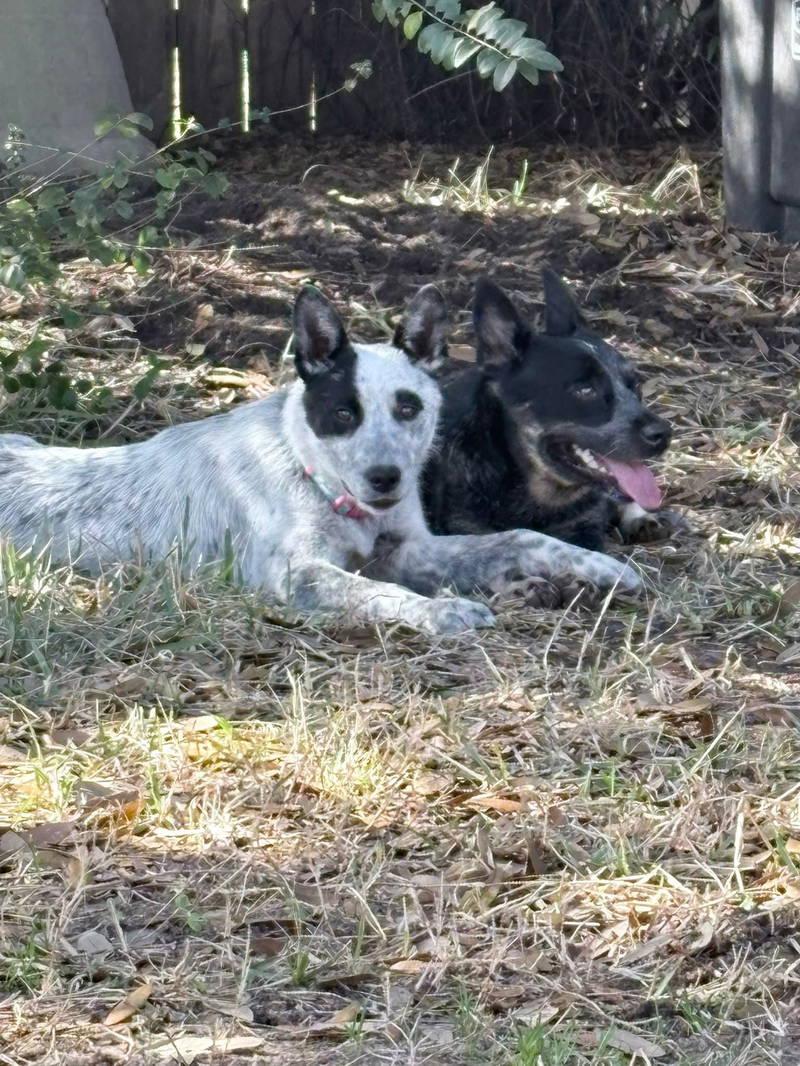 Enlarge Ziggy, a Adoptable Australian Cattle Dog / Blue Heeler in Conroe, TX image 4/5