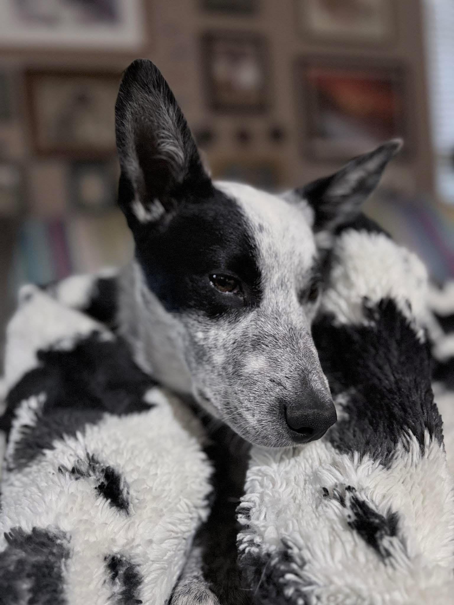 Enlarge Ziggy, a Adoptable Australian Cattle Dog / Blue Heeler in Conroe, TX image 3/5