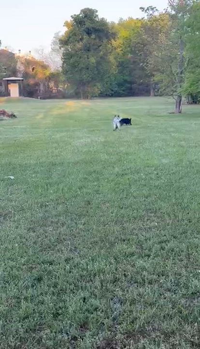 Enlarge Ziggy, a Adoptable Australian Cattle Dog / Blue Heeler in Conroe, TX video 6/6