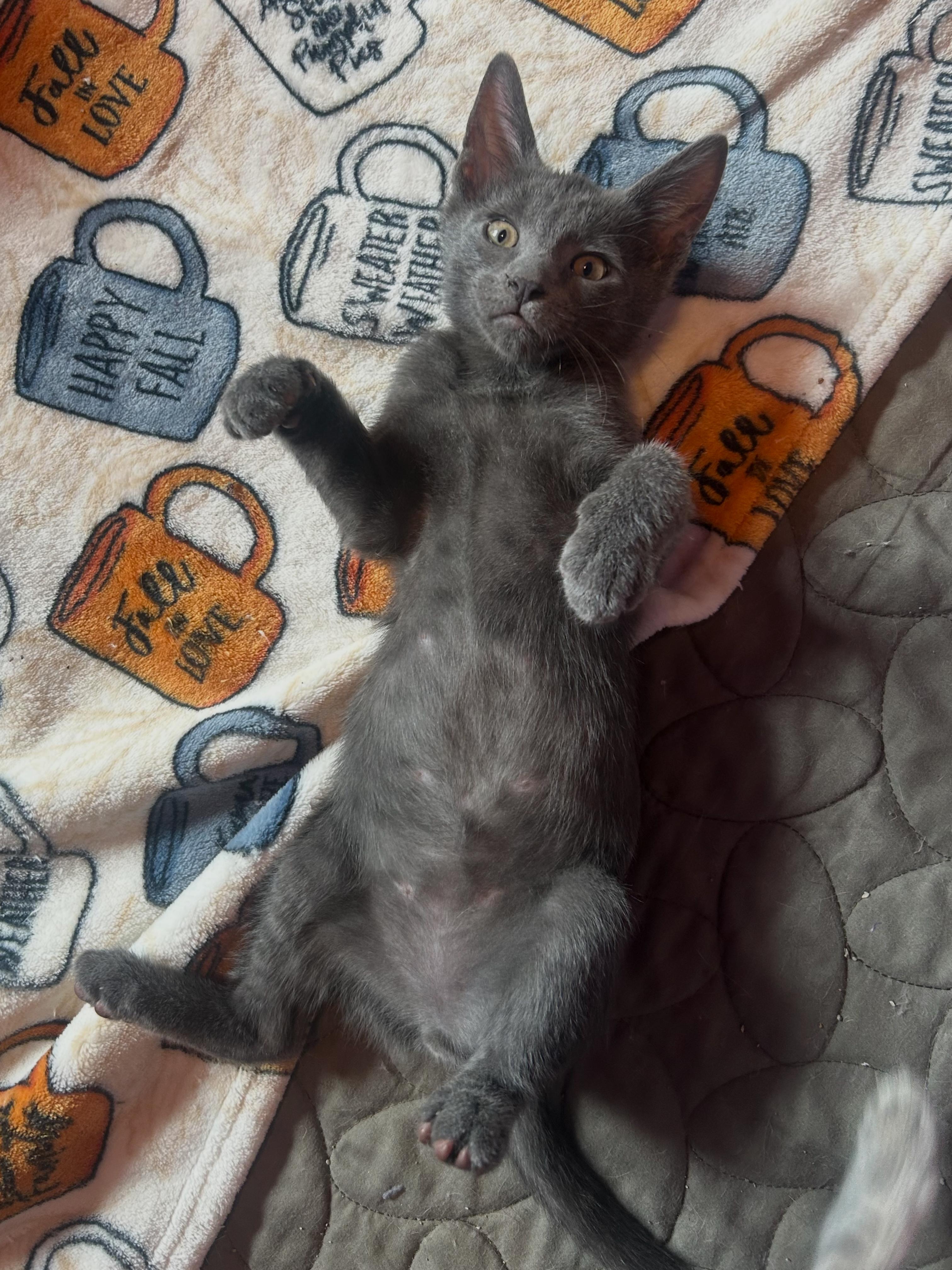 Enlarge Parsley, a Adoptable Domestic Short Hair in Levittown, NY image 5/5