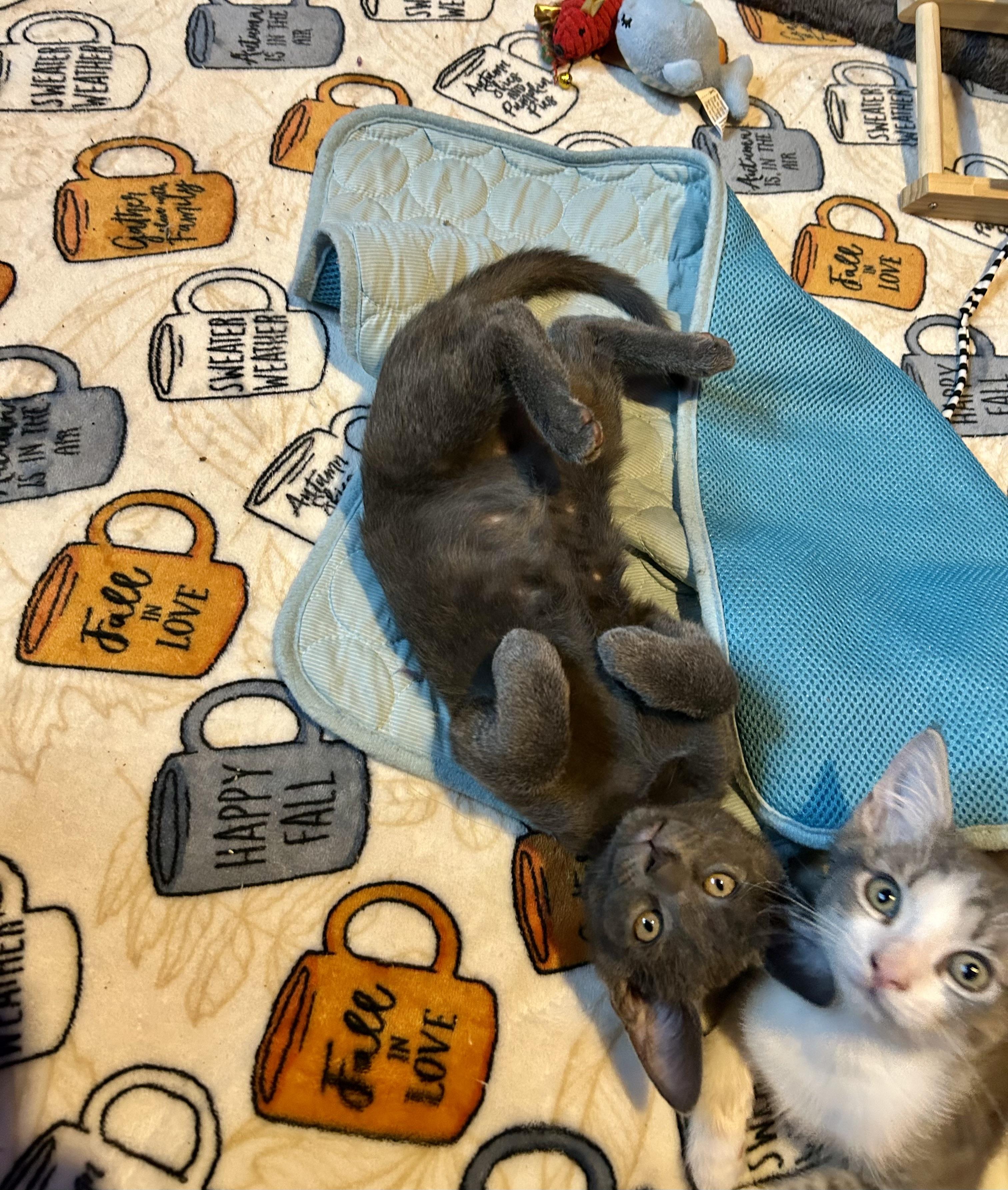 Enlarge Parsley, a Adoptable Domestic Short Hair in Levittown, NY image 3/5