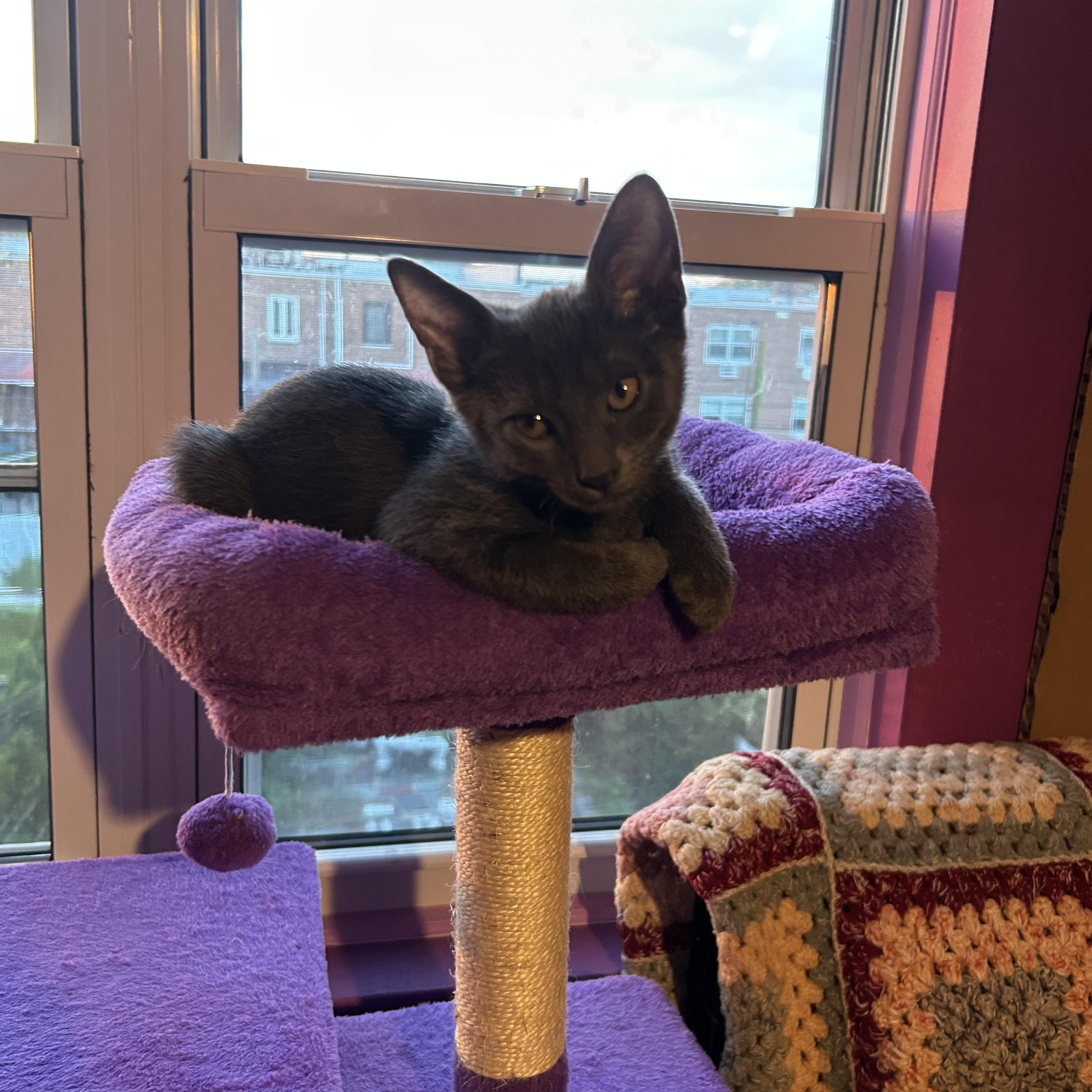 Enlarge Parsley, a Adoptable Domestic Short Hair in Levittown, NY image 1/5
