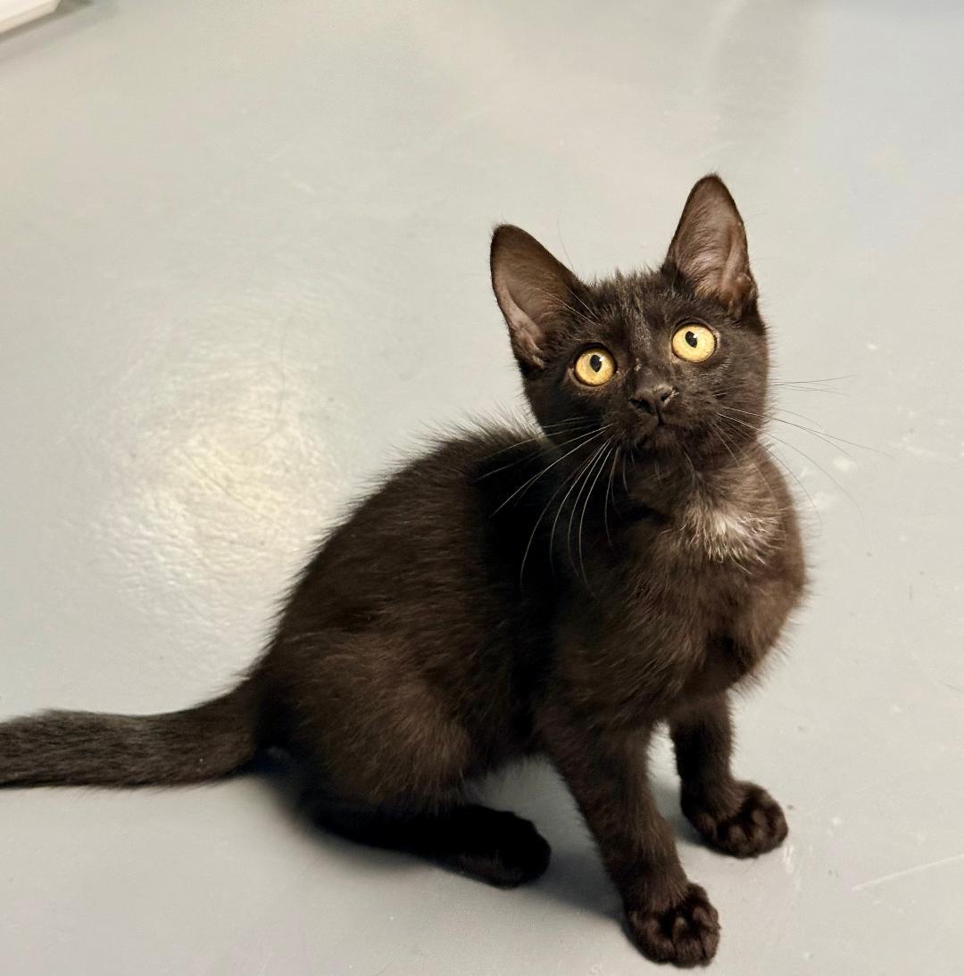 Charlie, an adoptable Domestic Short Hair in Winter Haven, FL image 1/5